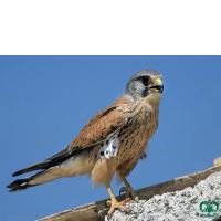 گونه دلیجه Common Kestrel